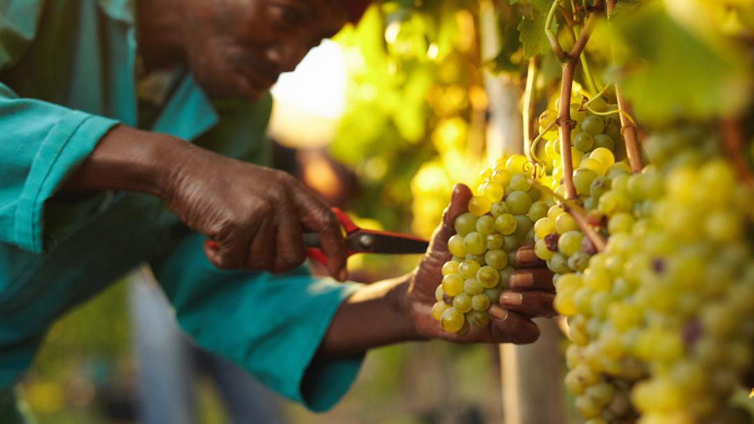 A farmworker cuts grapes from the vineyard in Stellenbosch, South Africa.
